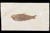 Fossil Fish (Knightia) - Wyoming #109958-1